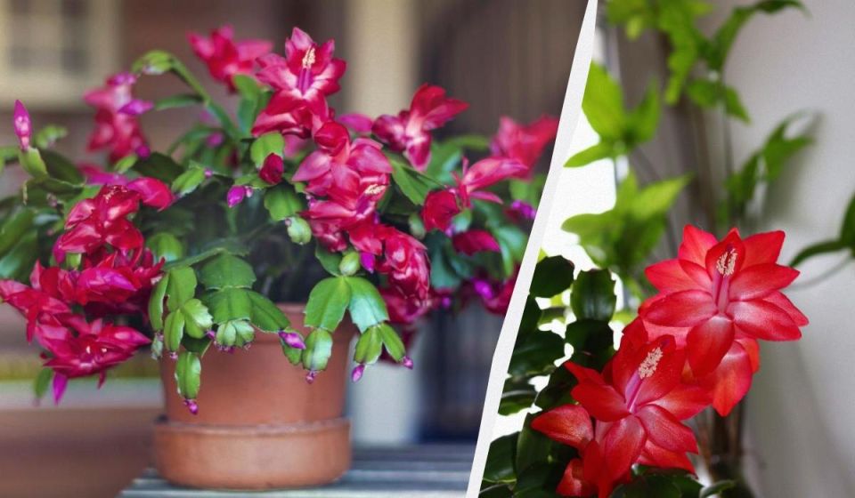 Удивите себя ярким цветением декабриста - секреты успешной обрезки