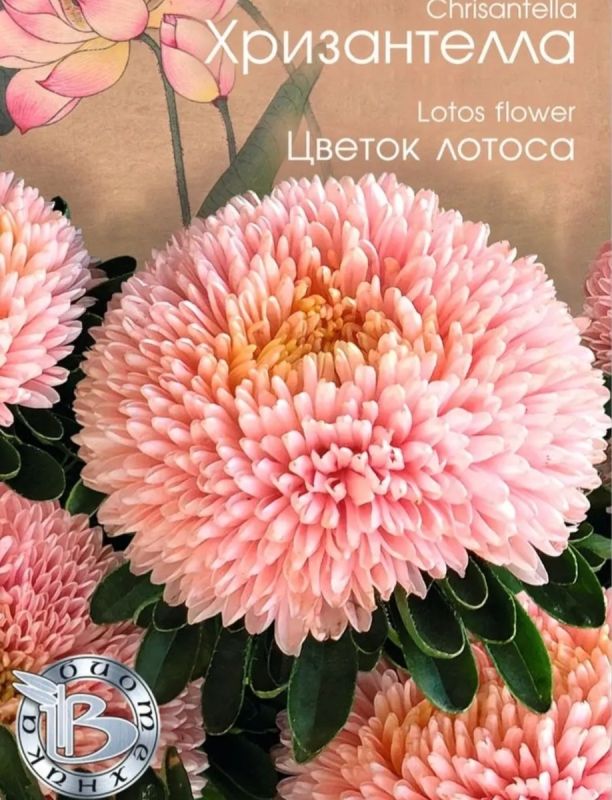 Неожиданное открытие в саду: хризантелла, покорившая сердца