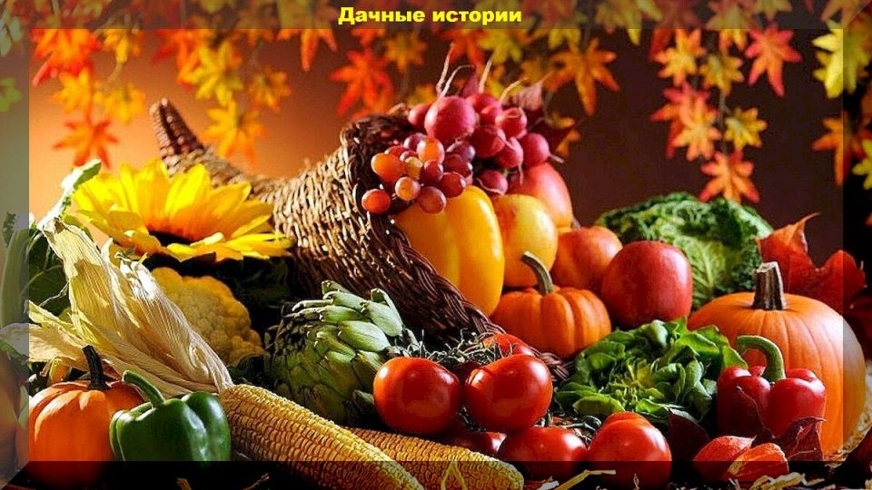 10 свежих ответов на вопросы дачников