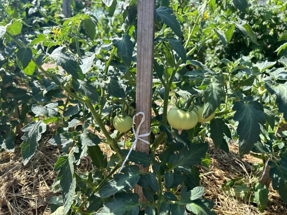 Как избавиться от мух с помощью обычных помидорных веток