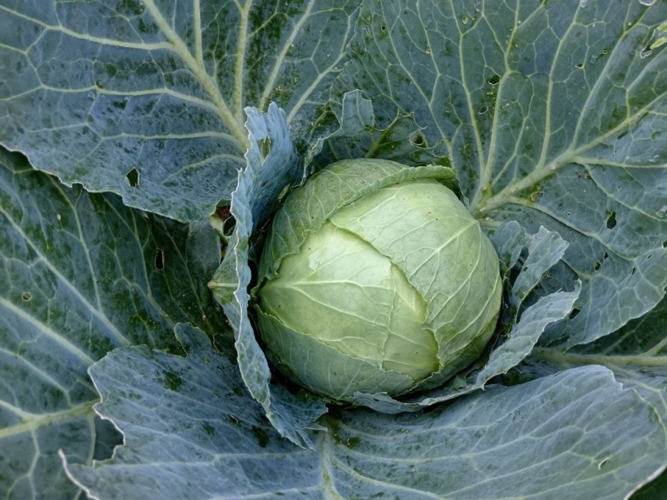 Как правильно удобрять капусту: советы по выбору удобрений