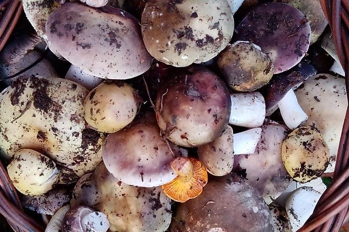 Грибные приключения в Свердловской области