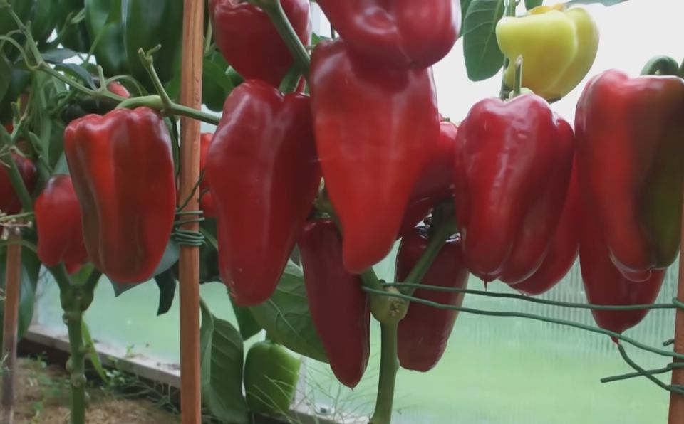 Секреты бабушки Раи: Как добиться обильного урожая перцев и помидоров