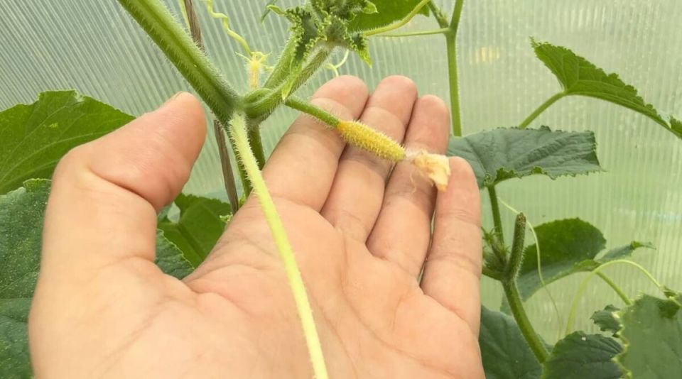 Причины желтизны завязей огурцов и как их сохранить