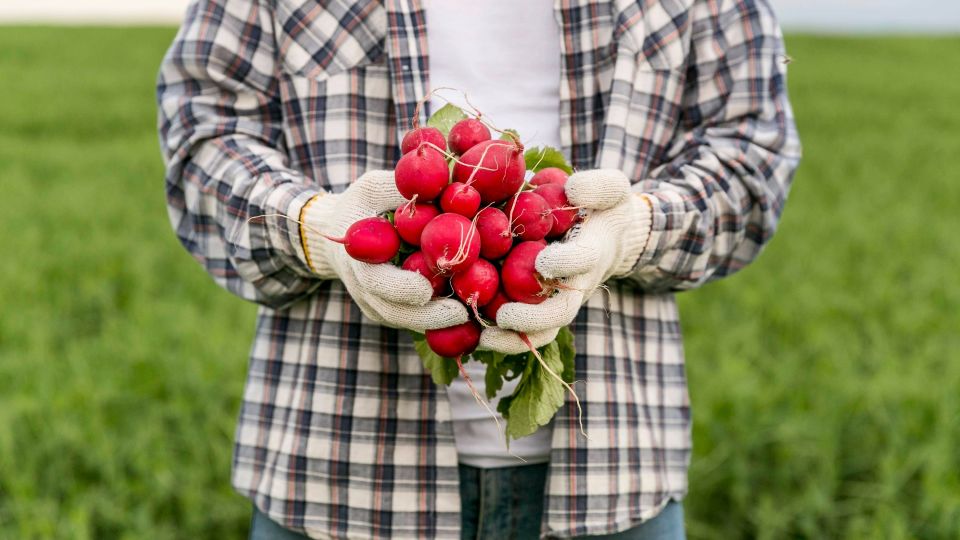 Будете хрустеть своей редиской уже в апреле: вот как получить ранний урожай