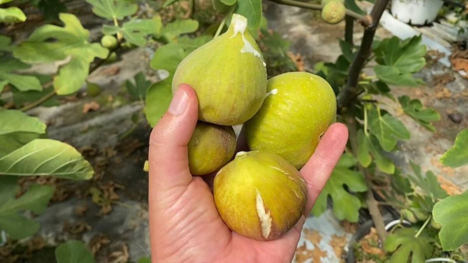 Как обрезка инжира может сделать ваш урожай в десять раз более щедрым