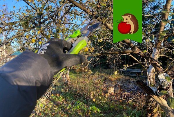 Ошибки при обрезке яблонь осенью