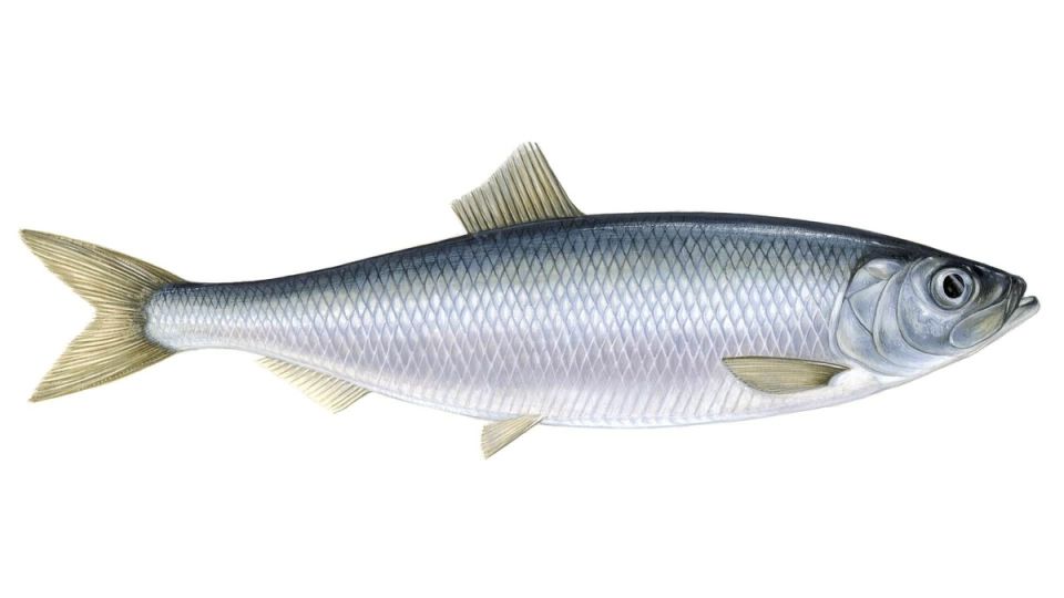 Сельдь: от скромного корма до звездного деликатеса