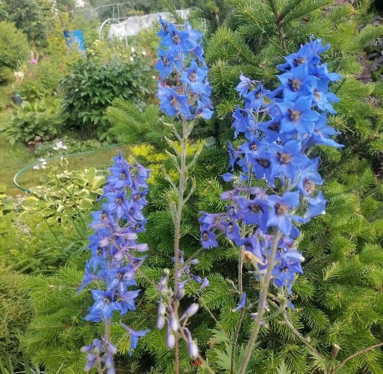 Как вырастить шикарные новозеландские дельфиниумы