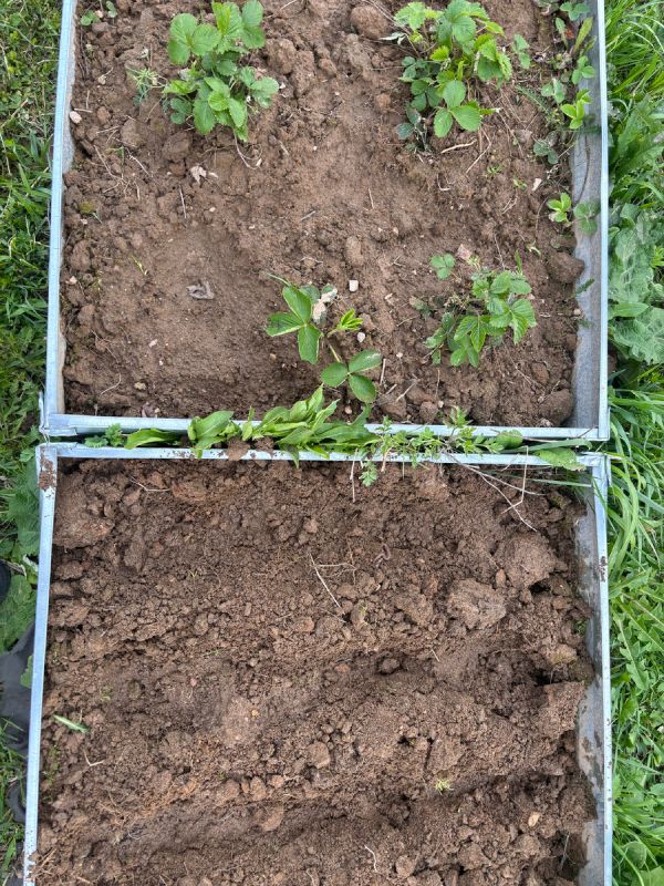 Как навсегда избавиться от нежелательной травы на даче