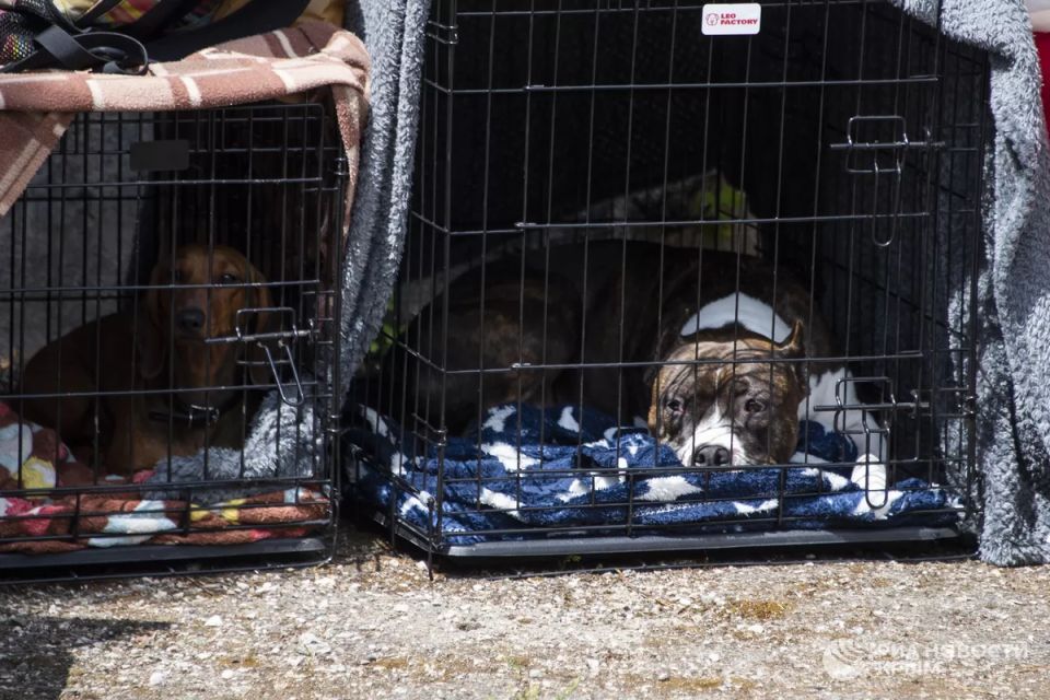 Обязанная регистрация домашних животных: новая глава в заботе о питомцах в России