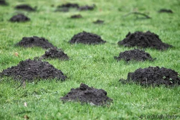 Эффективные методы борьбы с кротами и землеройками: практические советы дачников