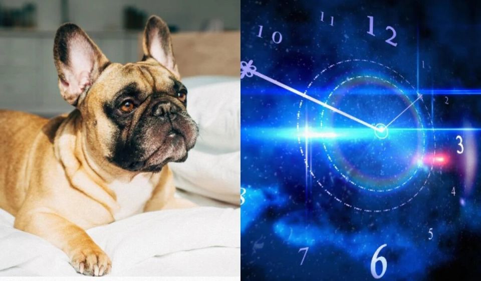 Как выбрать собаку по знаку Зодиака: идеальные питомцы для каждого знака
