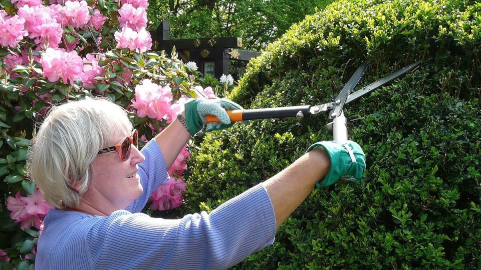 Весеннее преображение: секреты обрезки кустарников