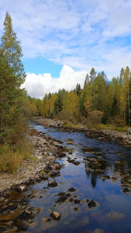 Возвращение в родные края: ностальгия, грибы и семейные ценности