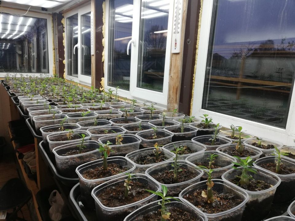 Тепло и свет в зимней оранжерее: как адениумы готовятся к холодам