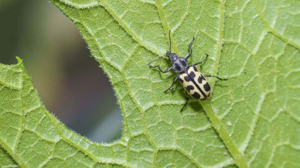 Не забудьте сделать осенью одну вещь: иначе клопы съедят весь сад следующим летом