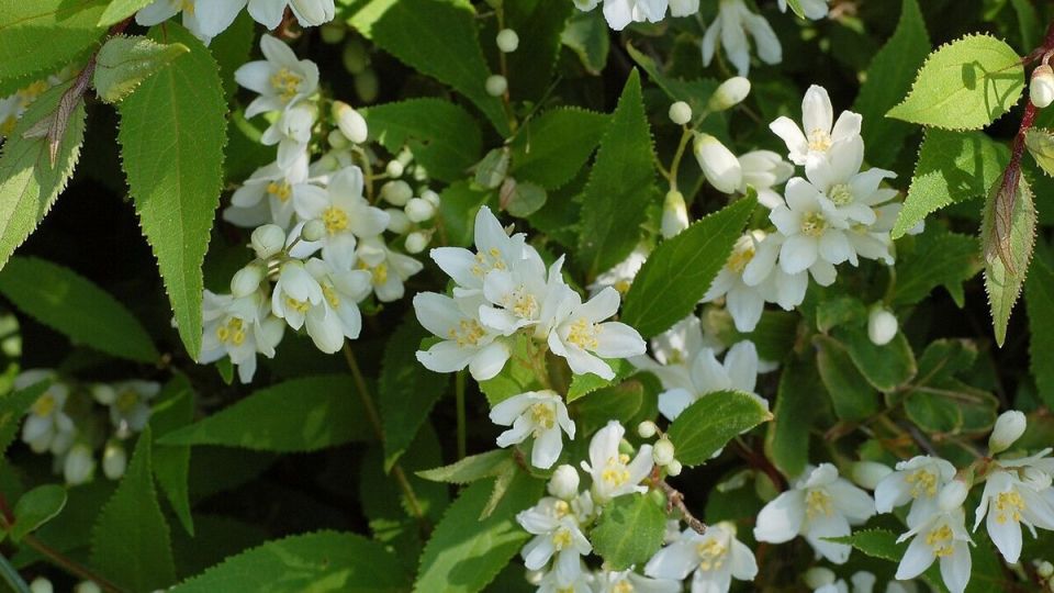 Как правильно сажать дейцию: советы для садоводов