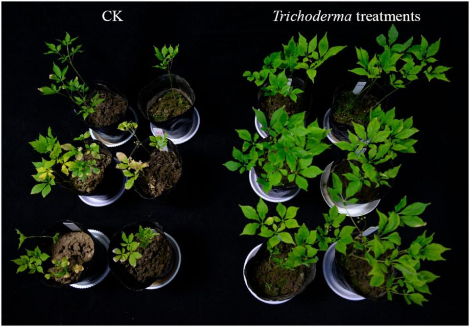 Триходерма: новая надежда для садоводов в борьбе с вредителями
