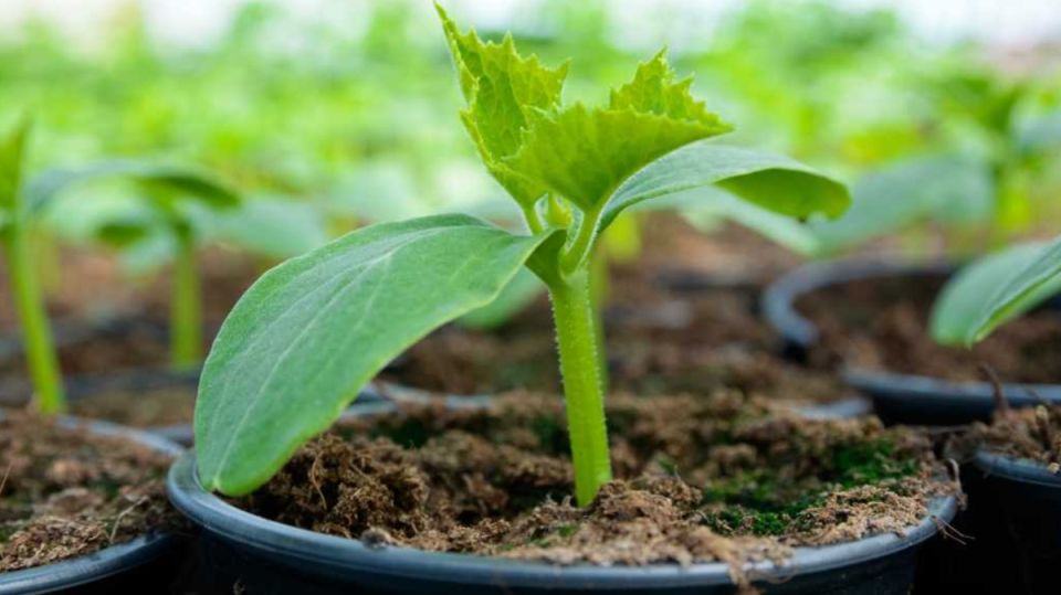 Как правильно высевать огурцы на рассаду: секреты успешного урожая