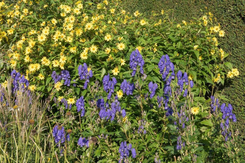 Необычные многолетние растения для вашей осенней клумбы