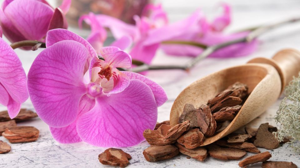 Орхидея будет цвести даже в лютый мороз: вот что нужно сделать с ней зимой