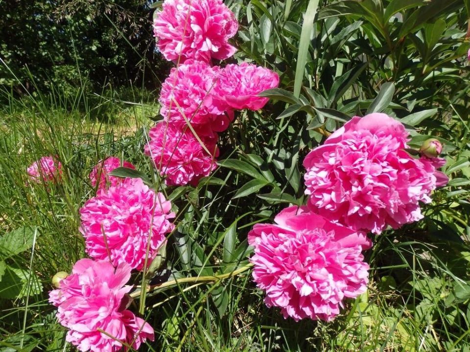 Как ухаживать за пионами в июле: секреты пышного цветения в будущем