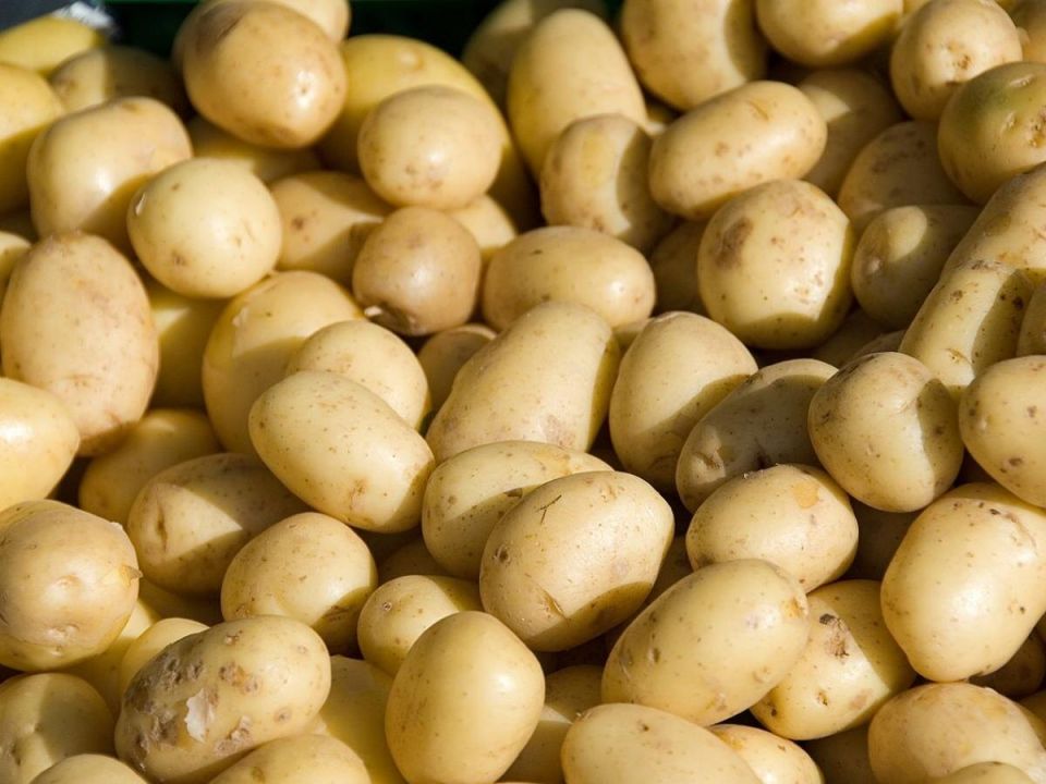 Как успешно пробудить семенной картофель для богатого урожая