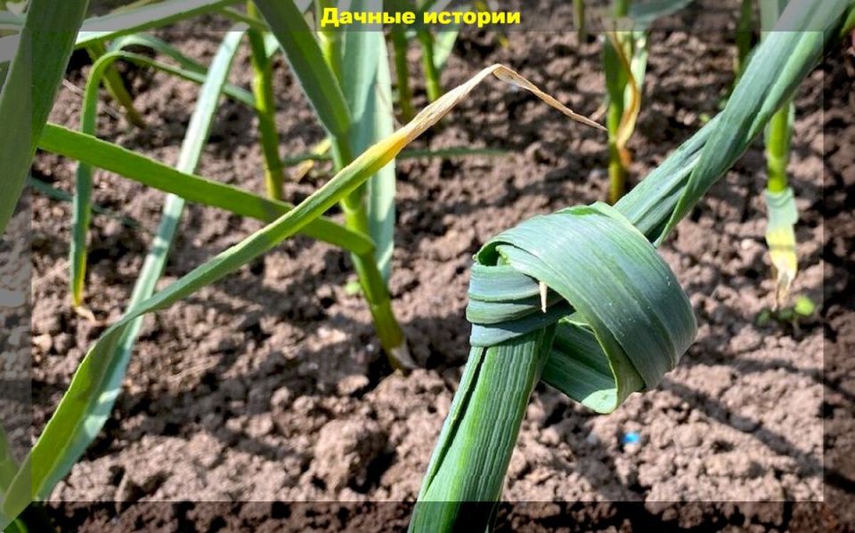 Секреты увеличения урожайности ярового чеснока: как достичь рекордных размеров луковиц в августе