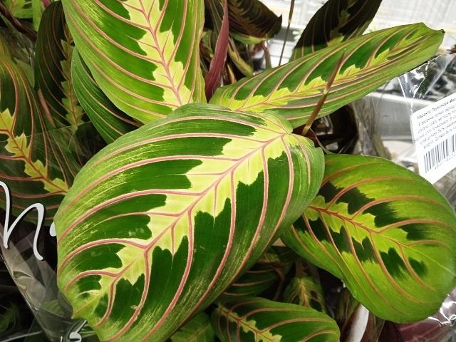 Марантовые растения: как ухаживать за цветами с красивой листвой в домашних условиях