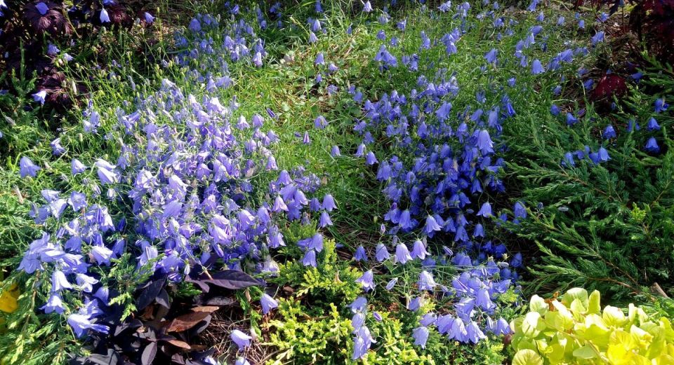Топ-10 многолетников из дикой природы для вашего сада