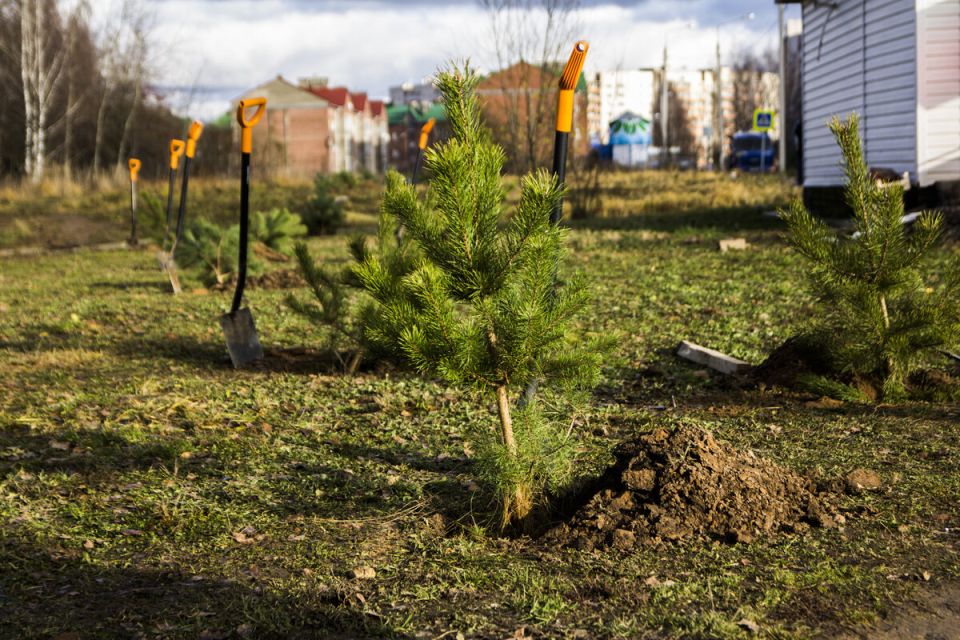 Три ошибки, которые мешают вашему дереву прижиться