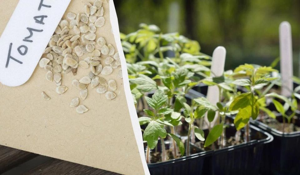 Как замачивание семян помидоров и перца повышает их всхожесть