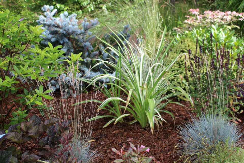   :      'Kwanso Variegata'