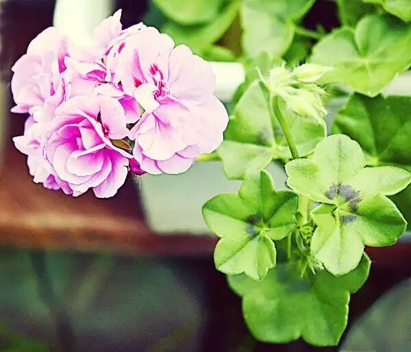 Плющелистная герань: цветок, который преображает дом и здоровье