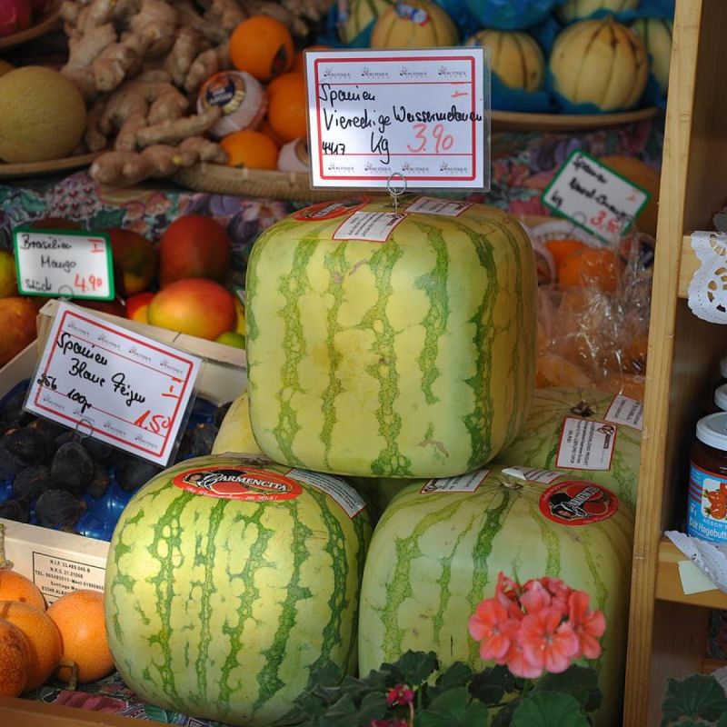 Квадратные арбузы: как вырасти стильный фрукт в своем саду