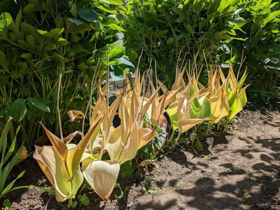 Июнь в цветниках: три ключевые задачи для ухода за садом