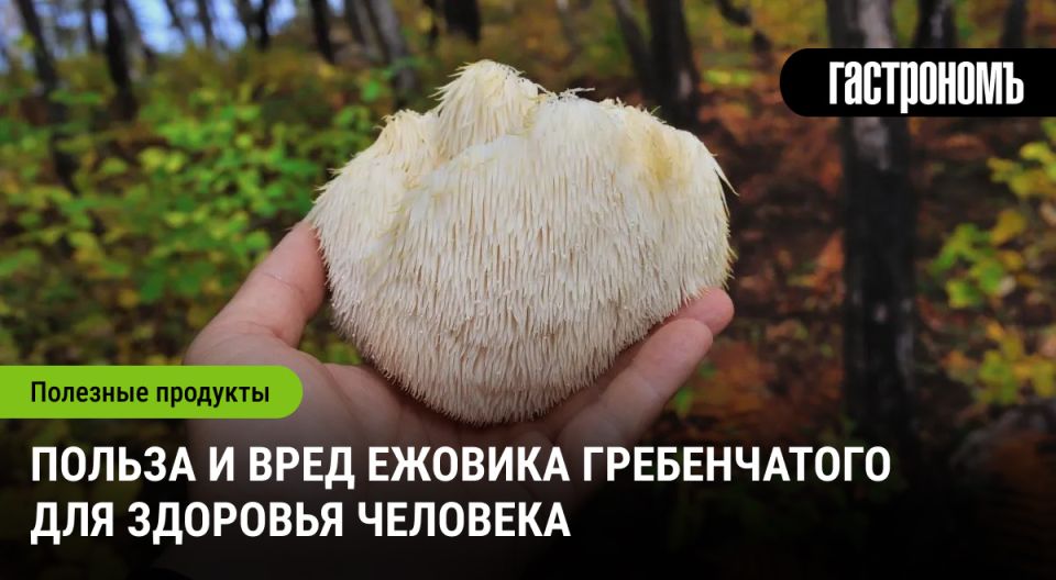 Гриб-лапша: открытие для улучшения памяти