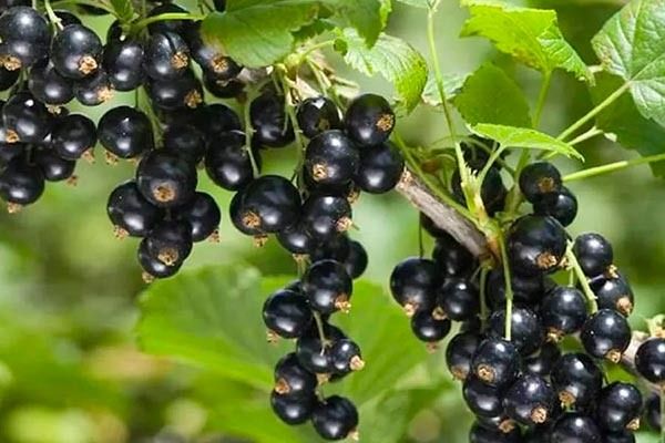 Смородина Сокровище: секреты успеха и преимущества сорта