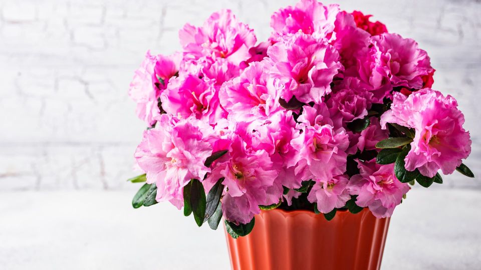 Лучшая подкормка для комнатной азалии: этого компонента в ней быть не должно