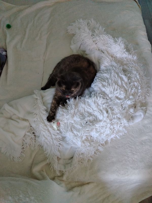 Металлическая салфетка: новый герой в борьбе с загрязнениями на кухне