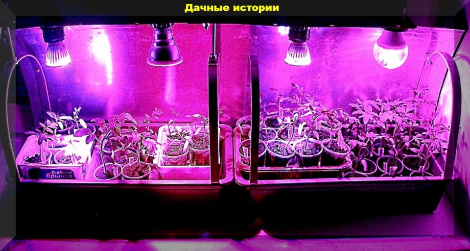 Томатные рекорды: как добиться невероятного урожая в ваших огородах