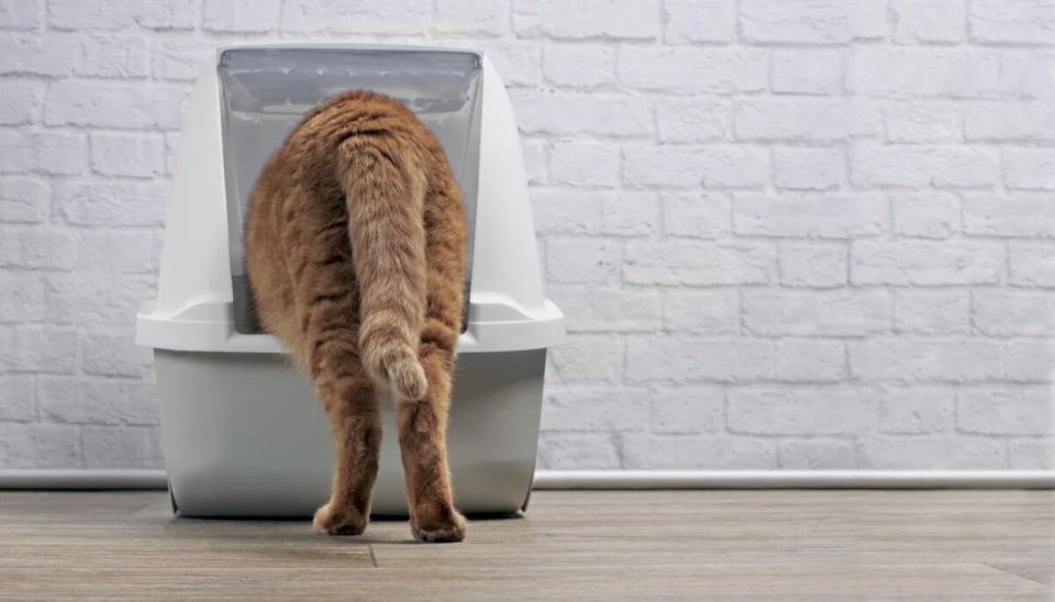 Почему кошка перестала использовать лоток?