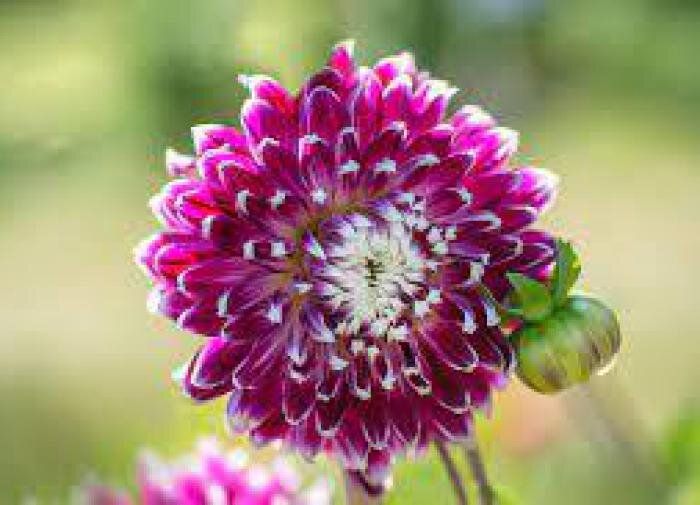 Как растения понимают, когда настало время цвести?