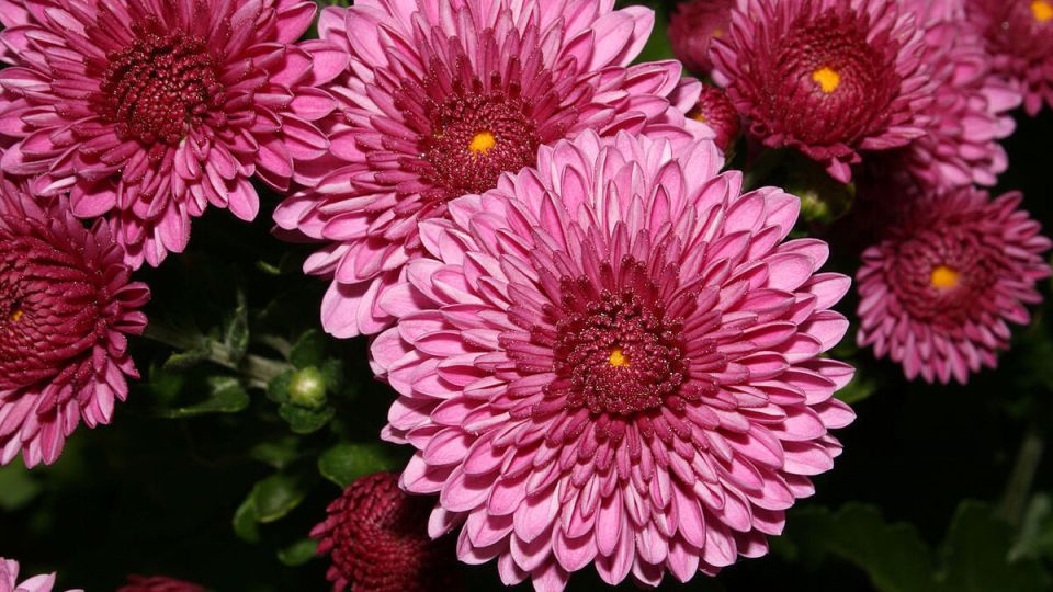 Как вырастить крепкие хризантемы: советы и секреты