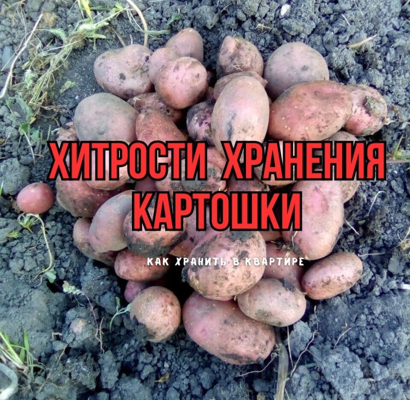 Устойчивое хранение картошки: полезные советы