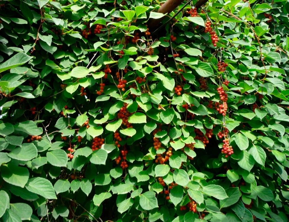 Китайская шизандра: природный энергетик для вашего дня