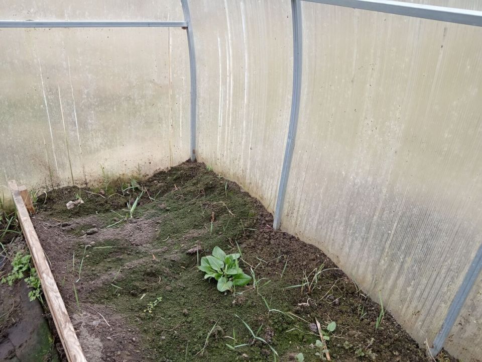 Как вернуть жизни почве в теплице: три простых шага к восстановлению