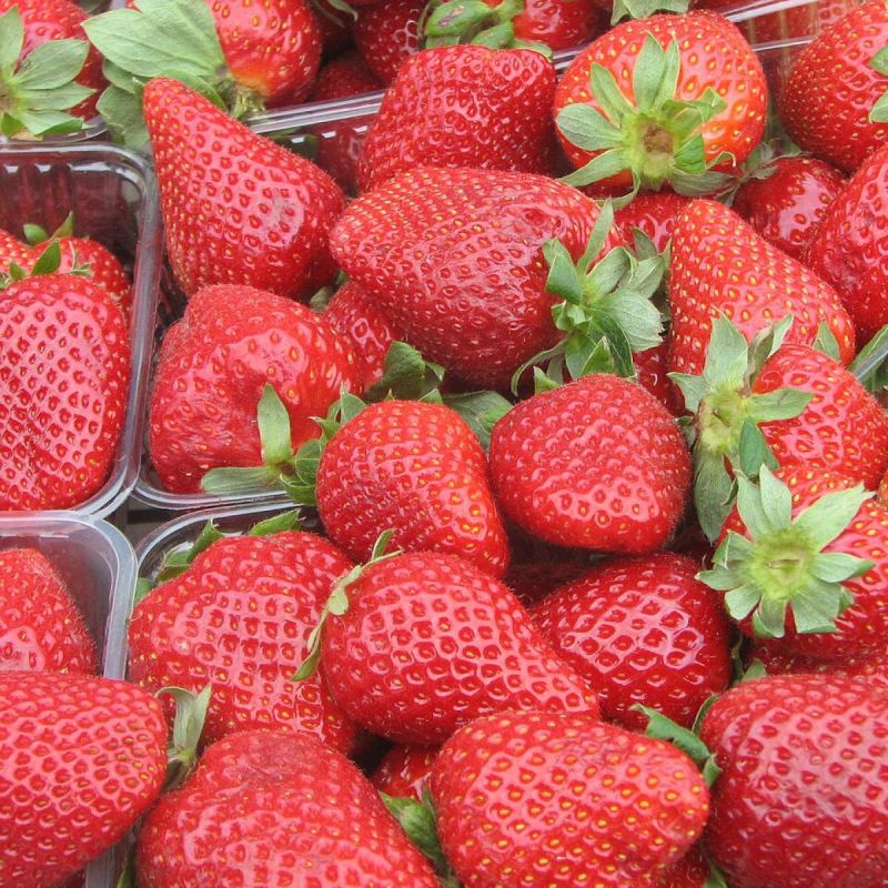 Сладкая клубника на подоконнике: все секреты успешного роста