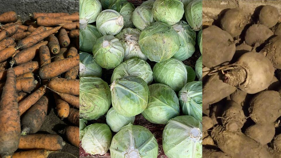 Как сохранить овощи с огорода до весны